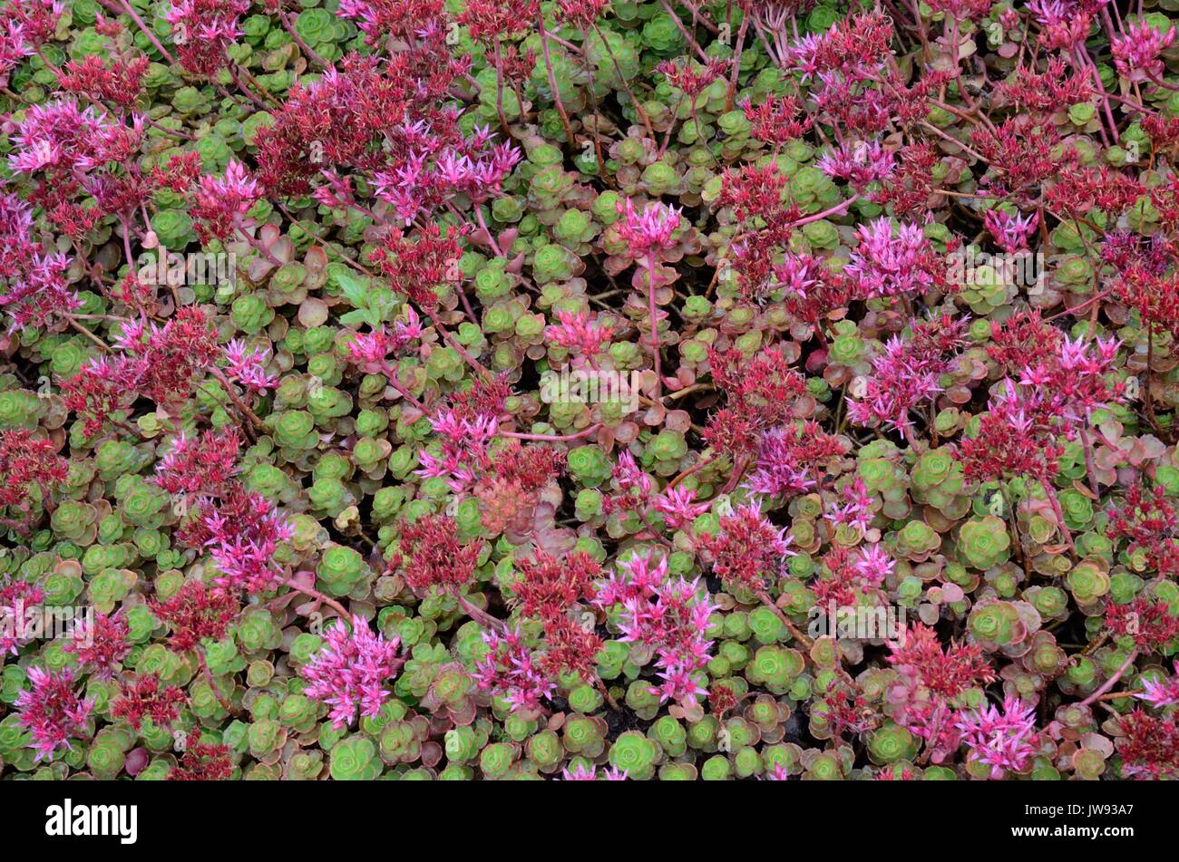 Sedum Spurium Stockfotos und bilder Kaufen Alamy