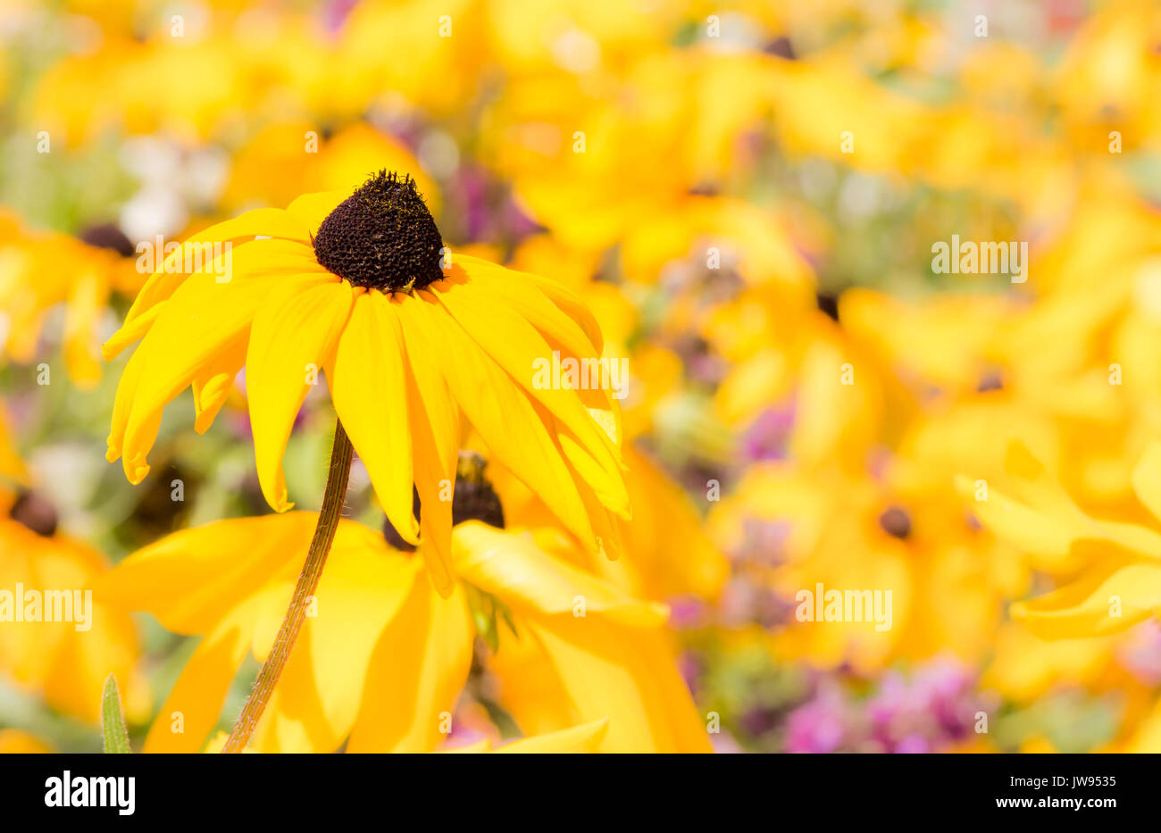 Bereich der gelben coneflowers (Rudbeckia fulgida) Stockfoto