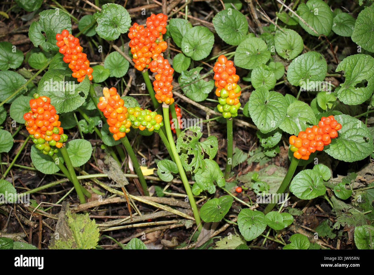Herren & Damen alias Wild Arum Arum maculatum Stockfoto