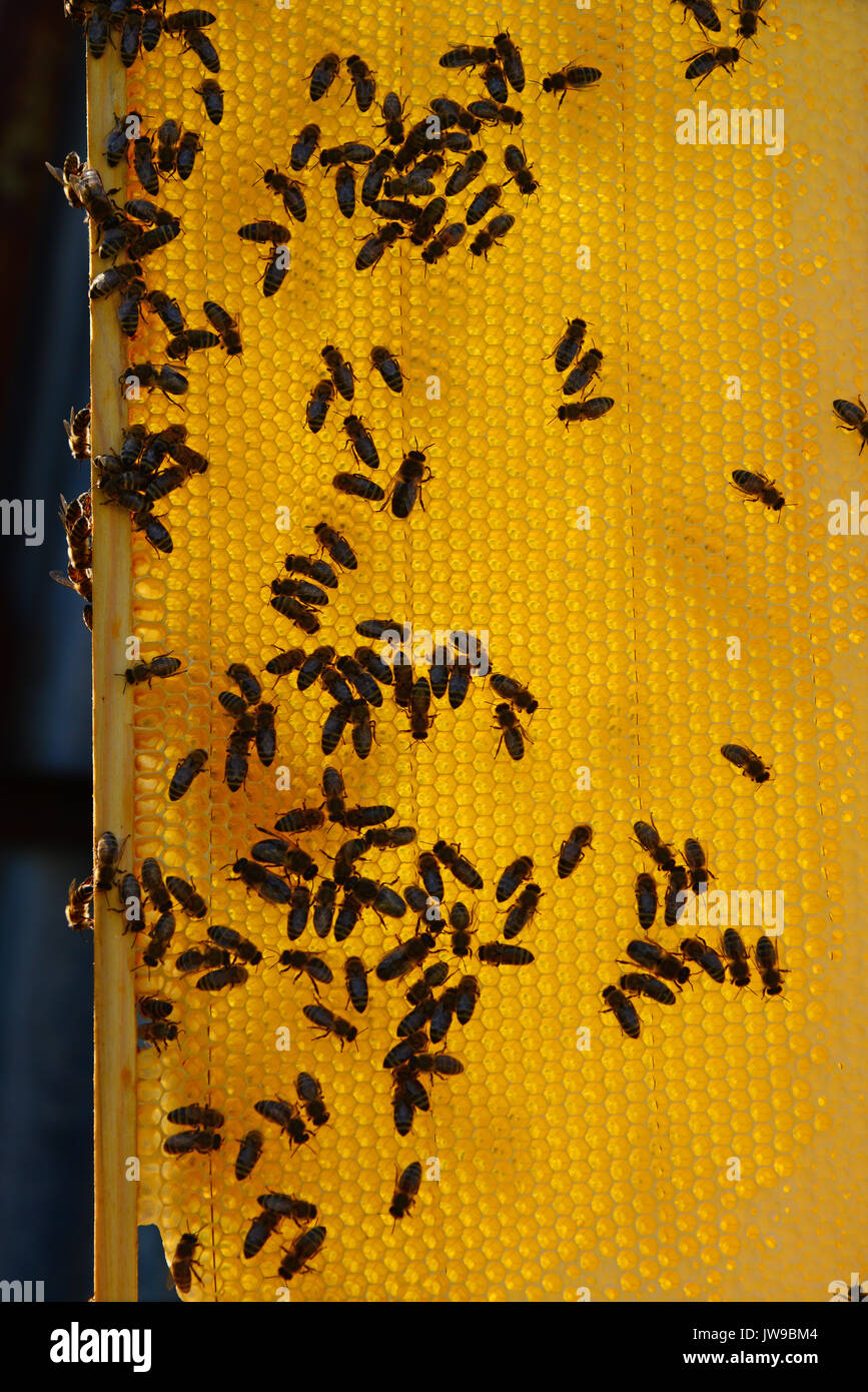 Honig Bienen auf der Wachs Waben, im Freien Stockfoto