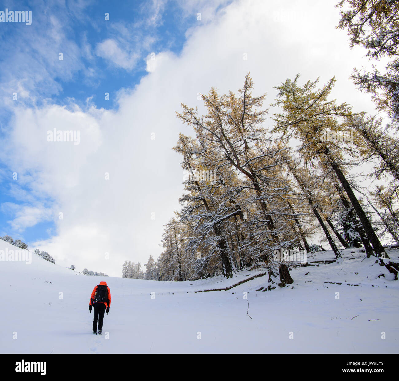 Ein Spaziergang im Schnee Stockfoto