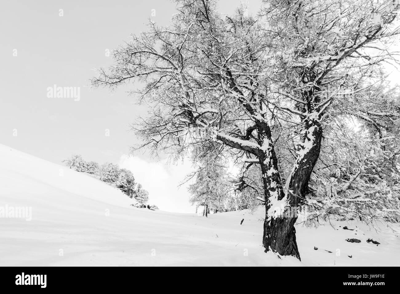 Bäume mit Schnee bedeckt Stockfoto