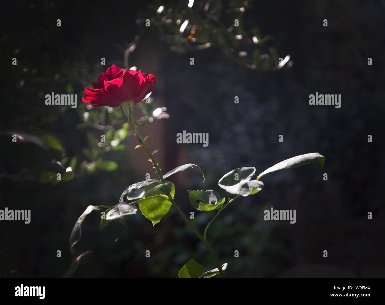 Red Rose Blume Nahaufnahme im Halbschatten und Sonnenlicht. Stockfoto