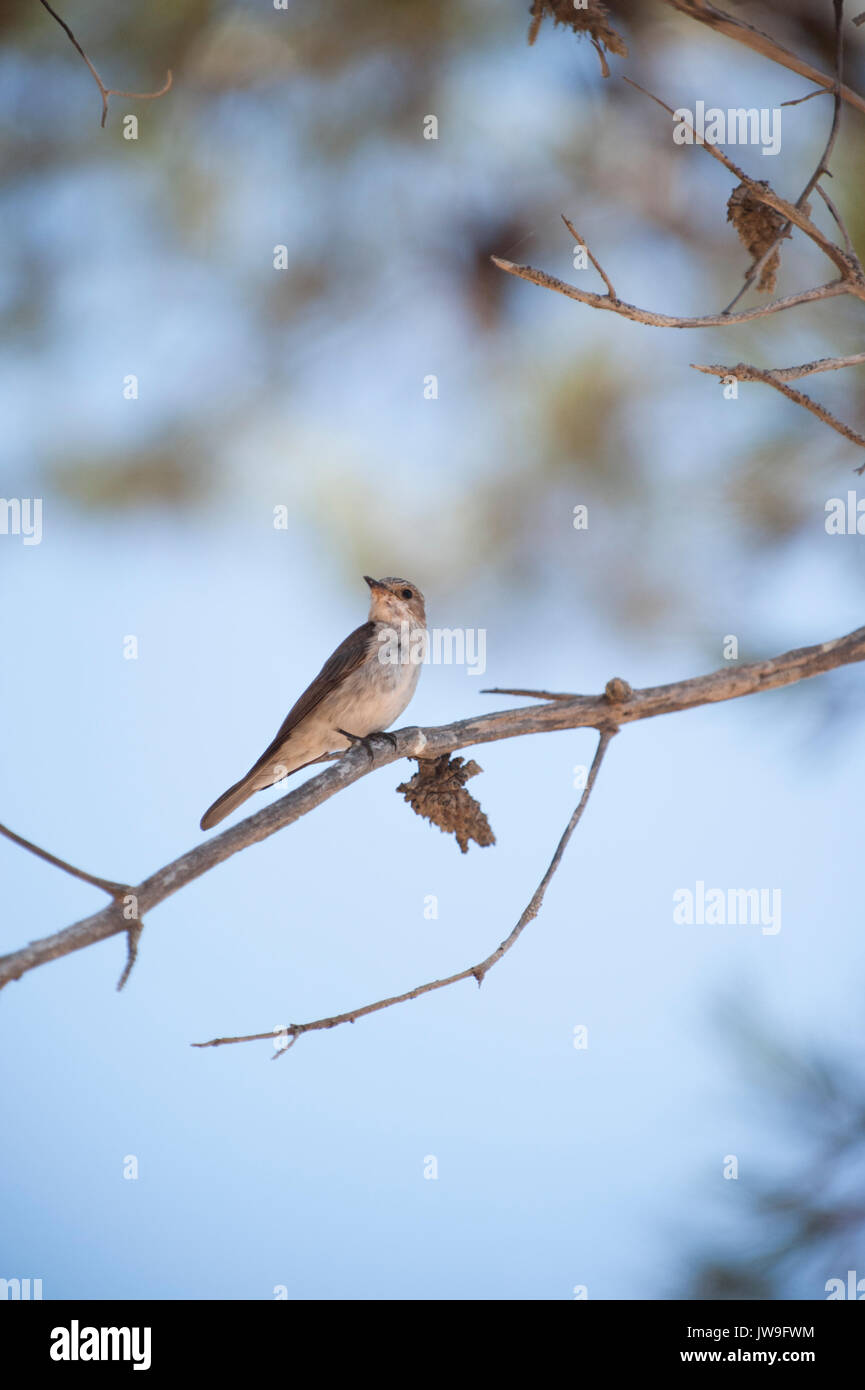 Beschmutzt, (Muscicapa Striata), Ibiza, Balearen, Spanien, Mittelmeer Stockfoto