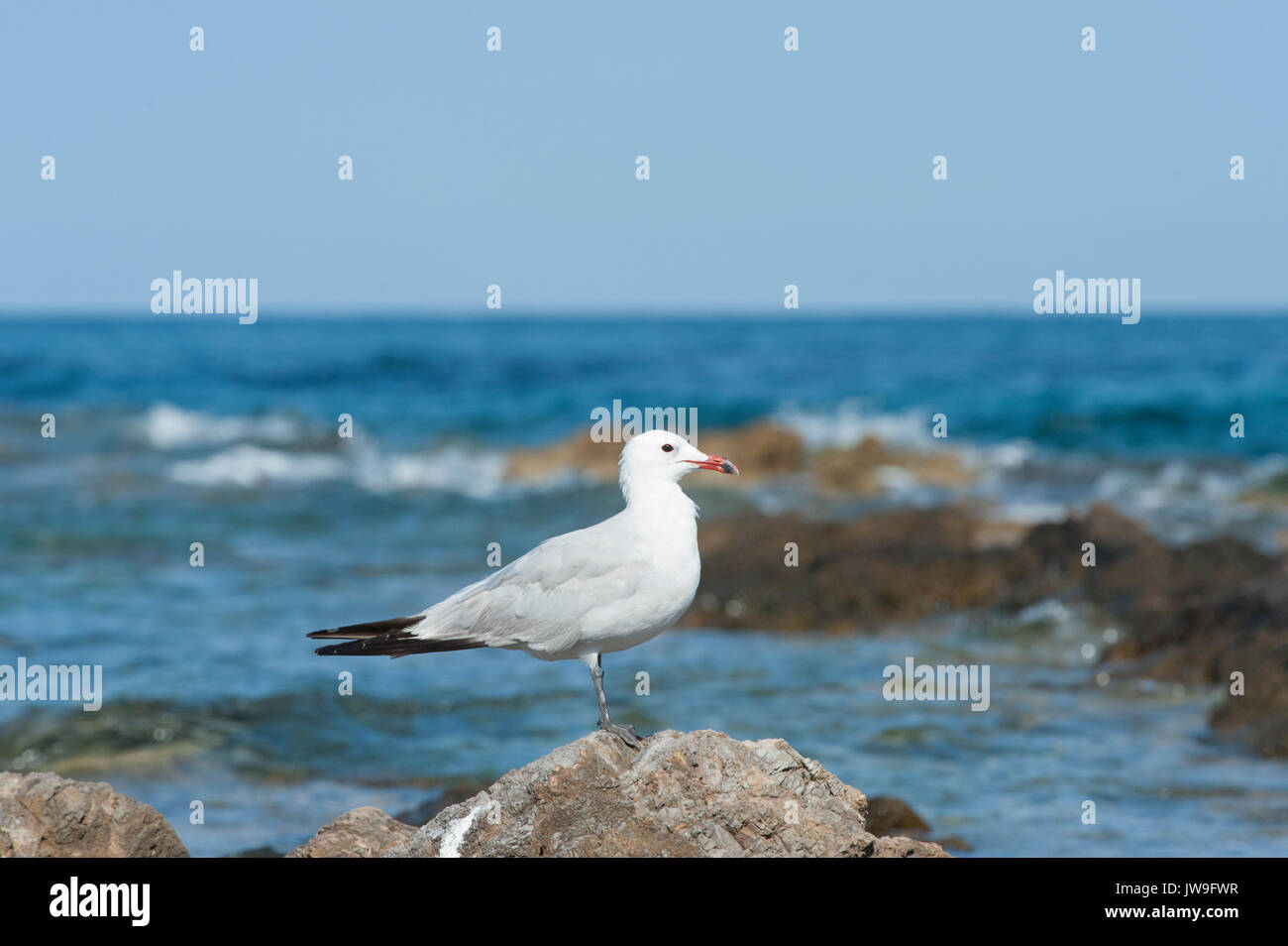 Audouin's Gull, Larus audouinii, Ibiza, Balearen, Mittelmeer Stockfoto