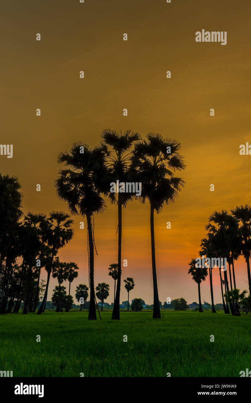 Die Sonne silhouette Morgenlicht von Sugar Palm auf hellen blueand orange Himmel Hintergrund, Zucker plam in Thailand Stockfoto