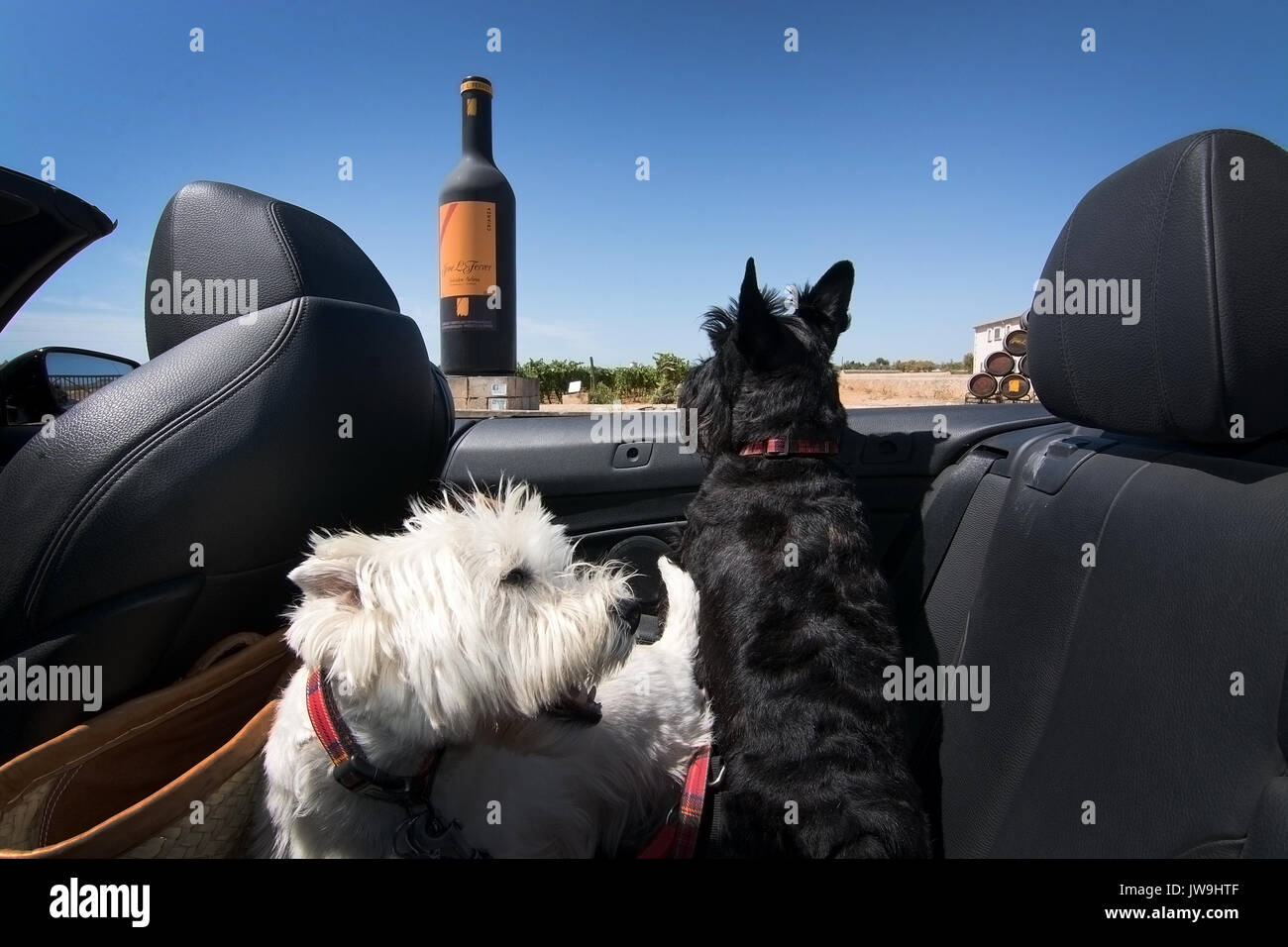 MALLORCA, SPANIEN - 7. AUGUST 2017: Hunde auf Wein Tour an Jose L Ferrer Weinberg an einem sonnigen Tag am 7. August 2017 auf Mallorca, Spanien. Stockfoto