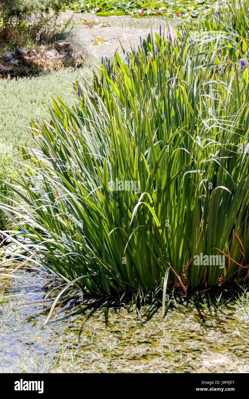 Teich, mit Grün und Blumen überwachsen Stockfoto