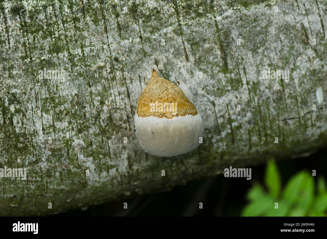 Junge Fomitopsis pinicola, rot Gürtel conk, Pilz, decay Pilz auf der Rinde des Baumes. Niederlande. Stockfoto