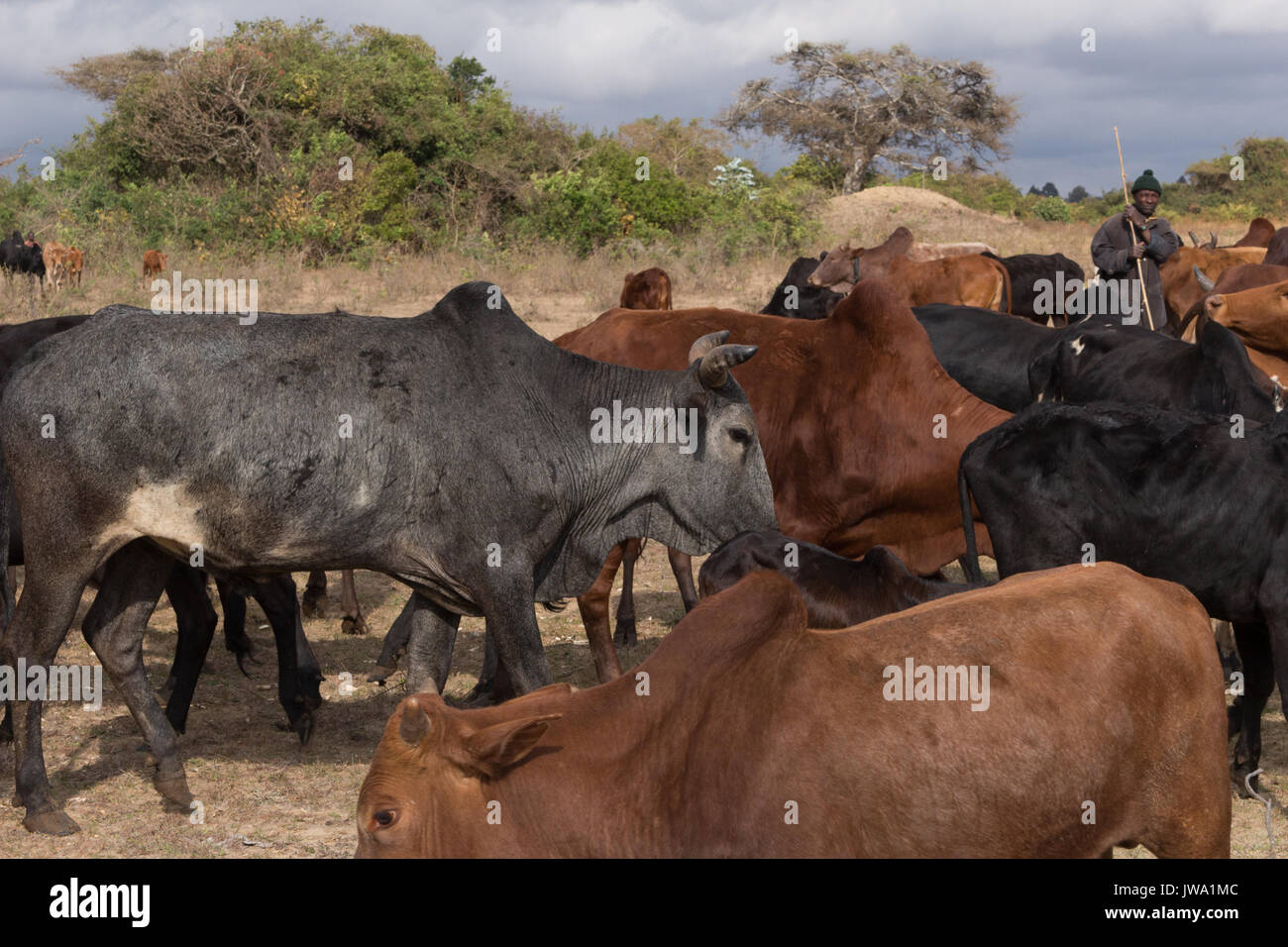 Iringa Red zebu Rinder (Bos indicus) getrieben wird für tierärztliche Behandlung in der tansanischen Hochland in der Nähe von Iringa Stockfoto