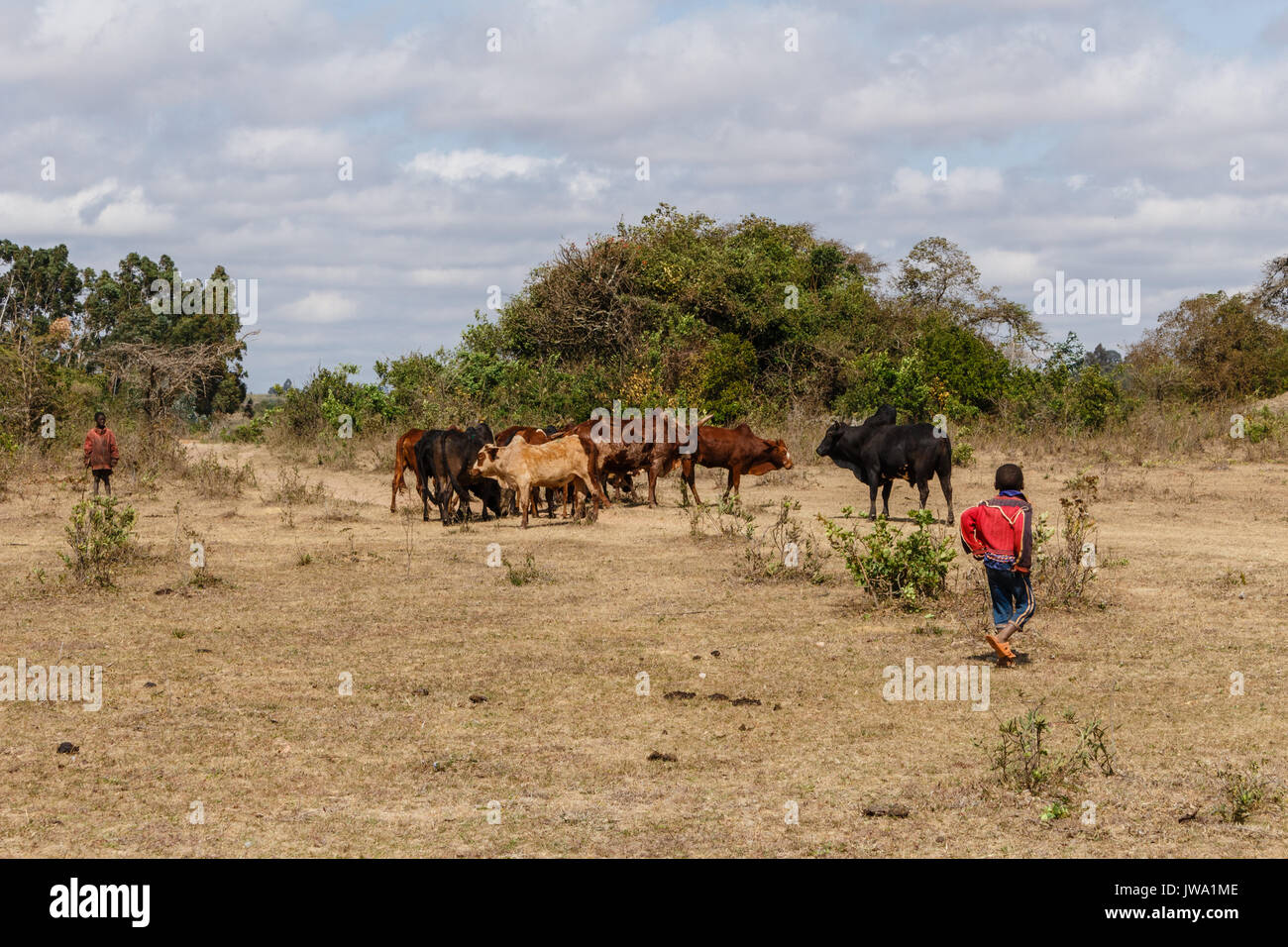 Iringa Red zebu Rinder (Bos indicus) getrieben wird für tierärztliche Behandlung in der tansanischen Hochland in der Nähe von Iringa Stockfoto