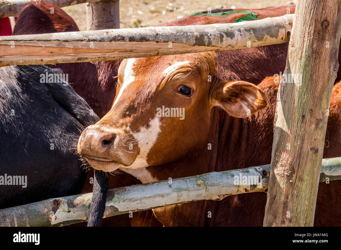 Iringa Red zebu Rinder (Bos indicus) in einem Crush (die Feder) für tierärztliche Behandlung in der tansanischen Hochland in der Nähe von Iringa Stockfoto