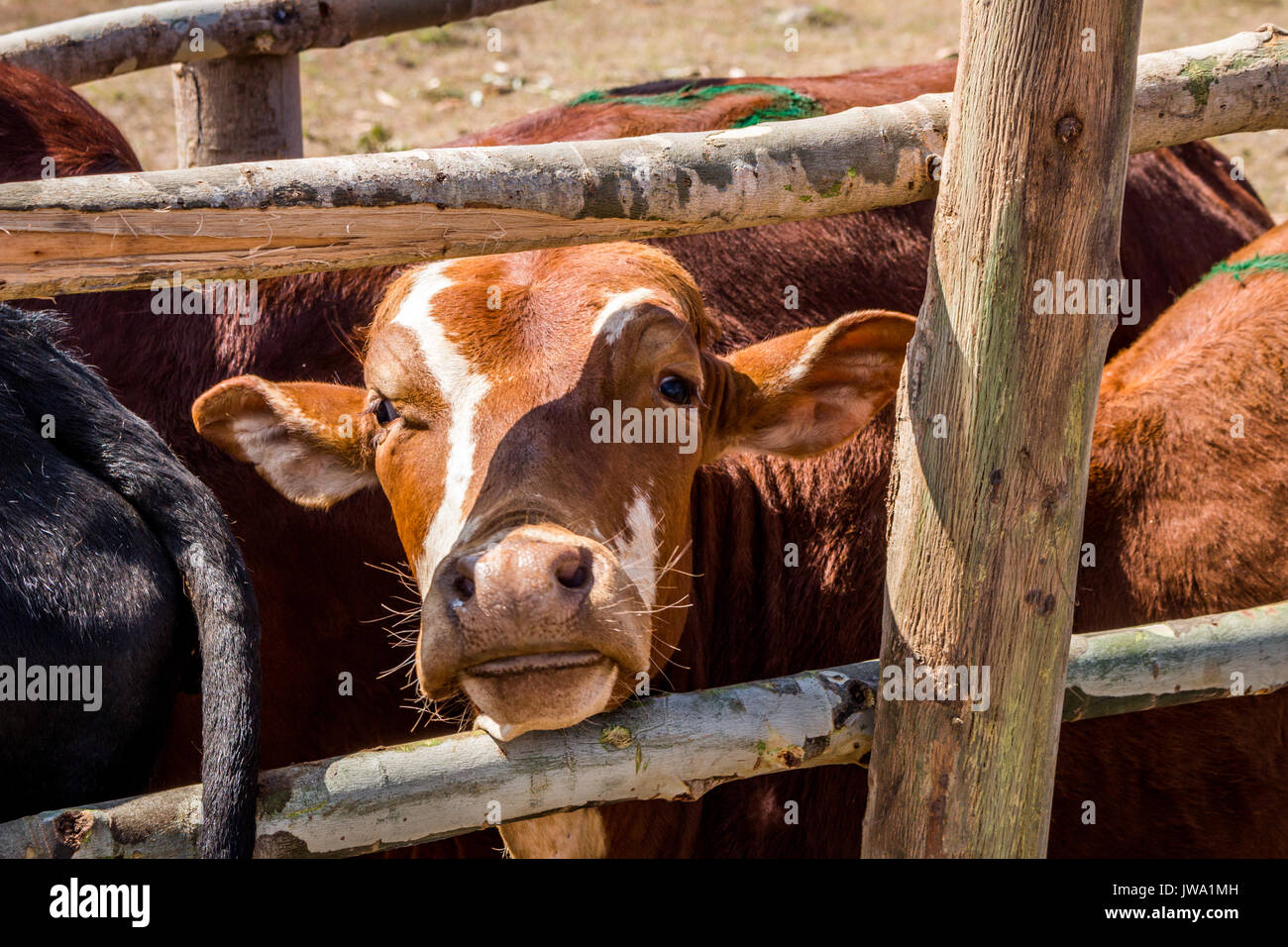 Iringa Red zebu Rinder (Bos indicus) in einem Crush (die Feder) für tierärztliche Behandlung in der tansanischen Hochland in der Nähe von Iringa Stockfoto