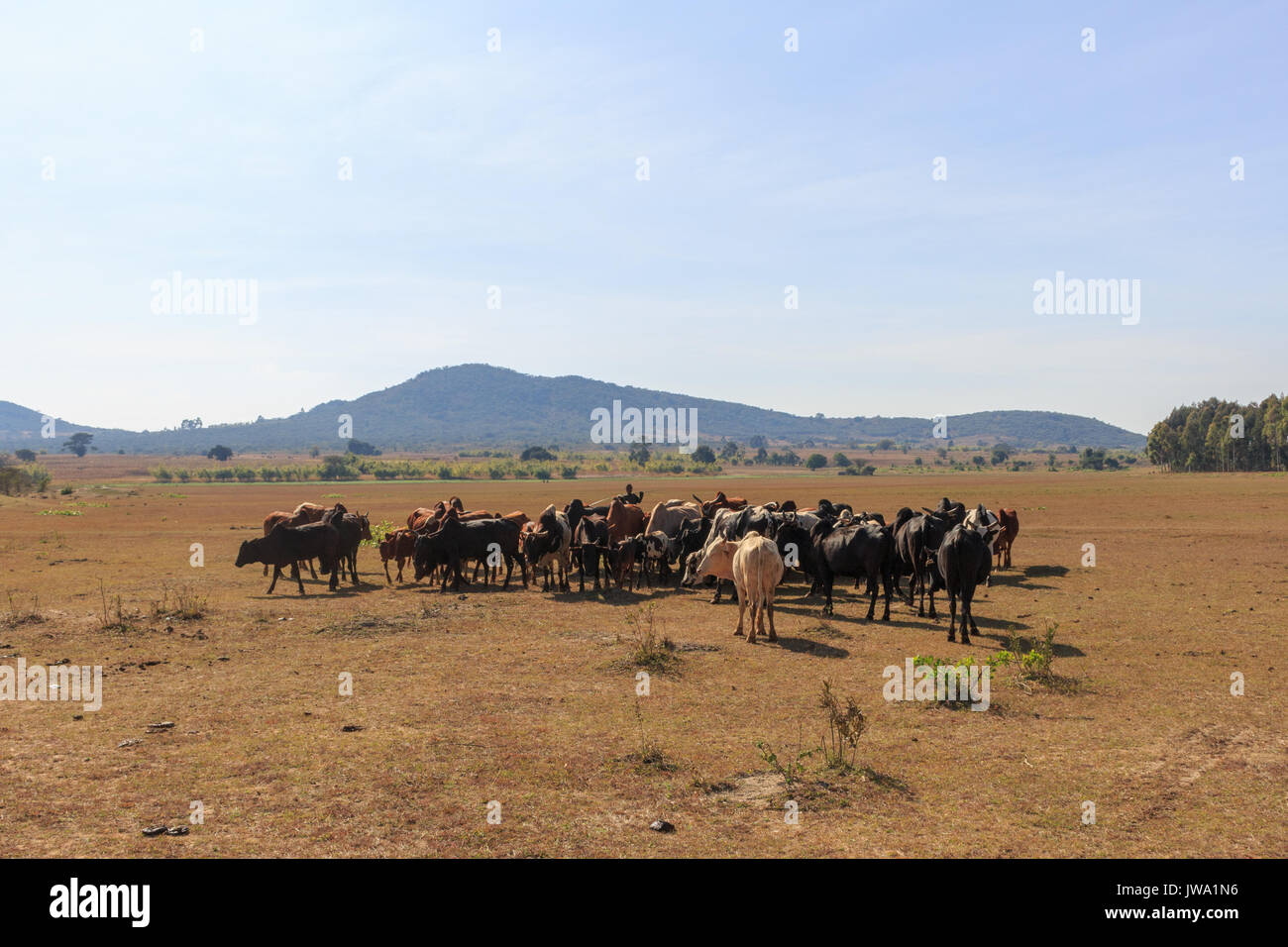 Iringa Red zebu Rinder (Bos indicus) getrieben wird für tierärztliche Behandlung in der tansanischen Hochland in der Nähe von Iringa Stockfoto
