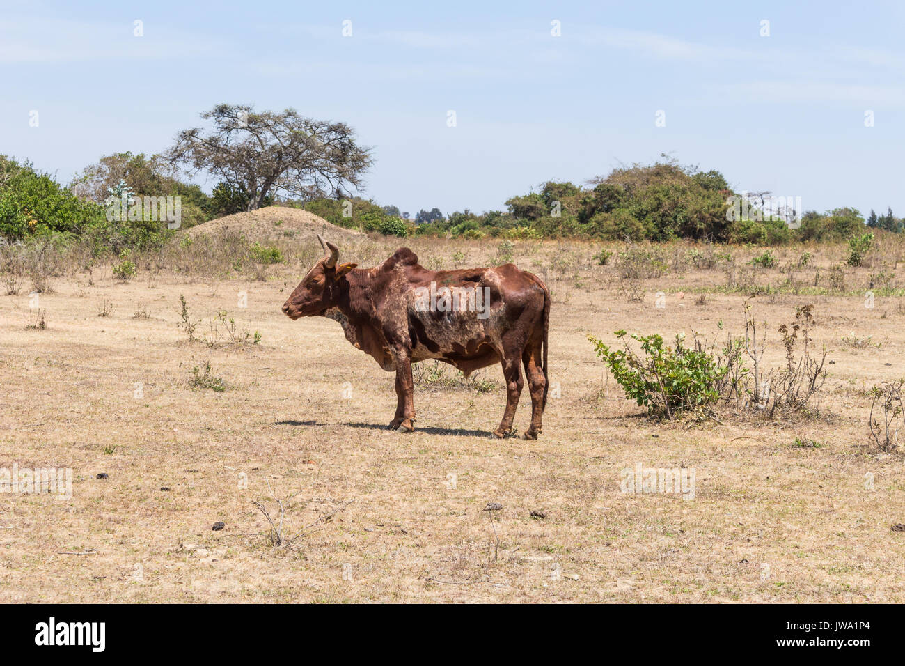 Iringa Red zebu Rinder (Bos indicus) getrieben wird für tierärztliche Behandlung in der tansanischen Hochland in der Nähe von Iringa Stockfoto