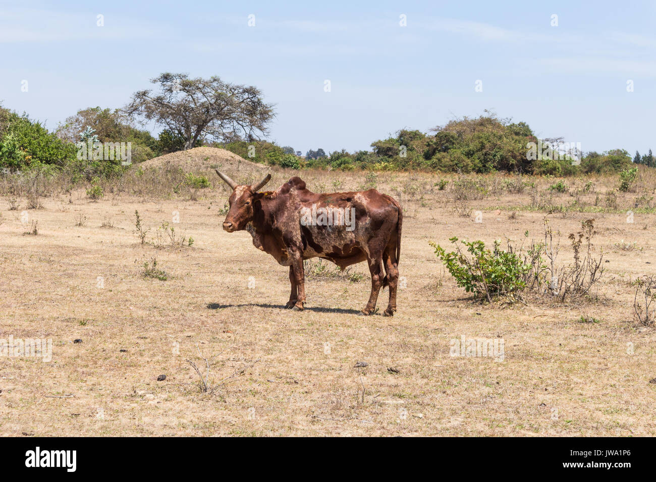 Iringa Red zebu Rinder (Bos indicus) getrieben wird für tierärztliche Behandlung in der tansanischen Hochland in der Nähe von Iringa Stockfoto