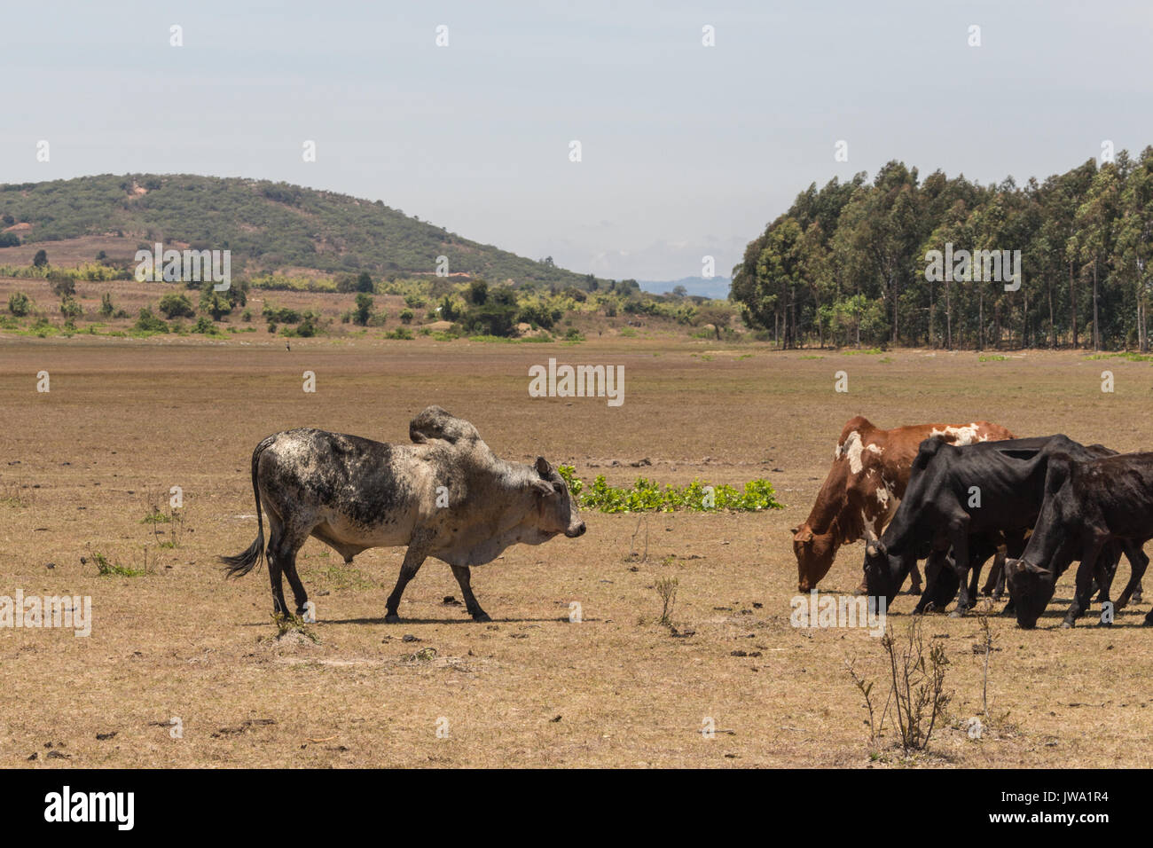Iringa Red zebu Rinder (Bos indicus) getrieben wird für tierärztliche Behandlung in der tansanischen Hochland in der Nähe von Iringa Stockfoto