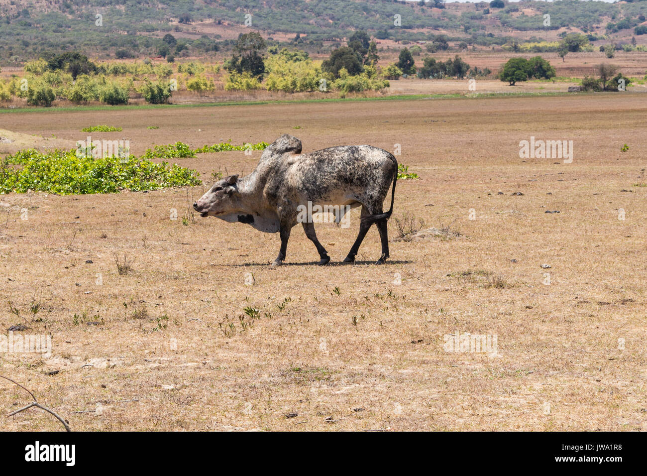 Iringa Red zebu Rinder (Bos indicus) getrieben wird für tierärztliche Behandlung in der tansanischen Hochland in der Nähe von Iringa Stockfoto