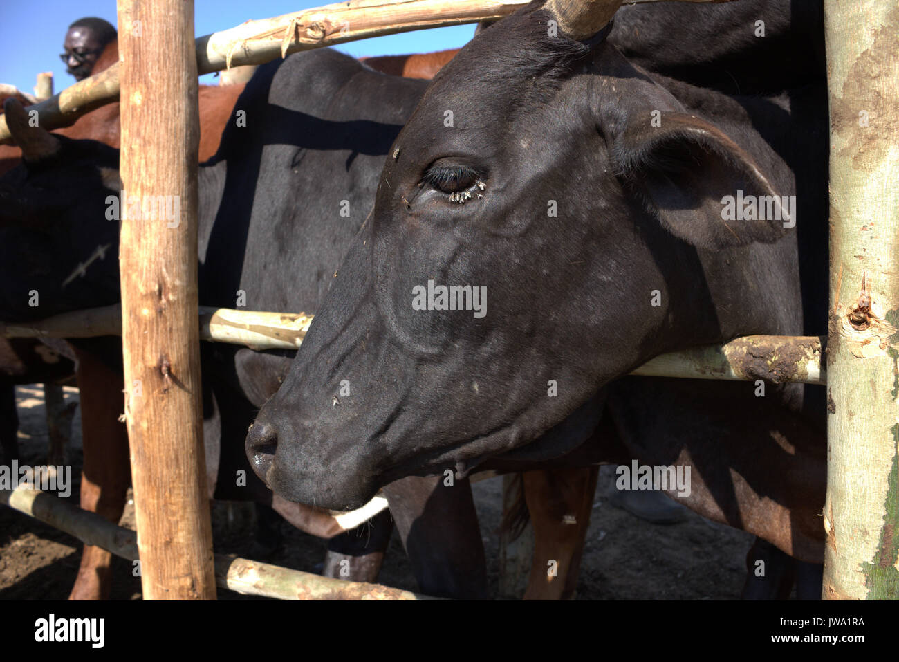 Zebu-rinder (Bos indicus) in einem Crush (die Feder) für tierärztliche Behandlung in der tansanischen Hochland in der Nähe von Iringa, mit lästigen Fliegen um Fütterung Stockfoto