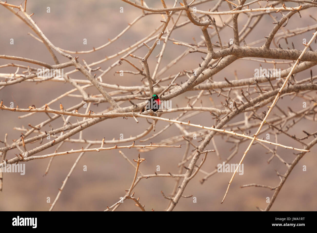 Scarlet-chested Sunbird (Chalcomitra senegalensis) in der Nähe des Ruaha Nationalpark, Tansania Stockfoto