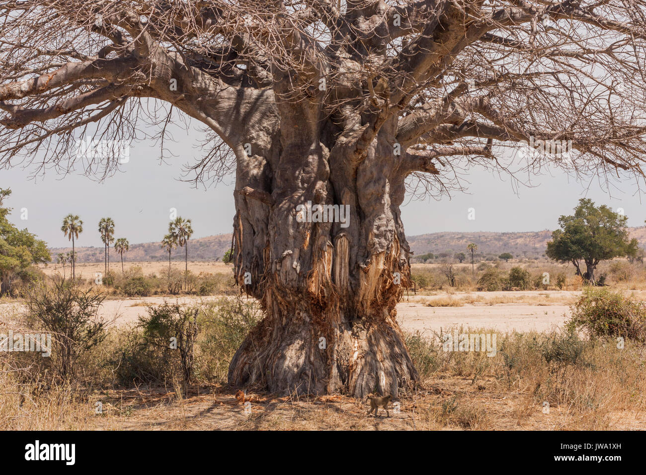 Baum zerstört von Elefanten (Loxodonta africana) Stockfoto