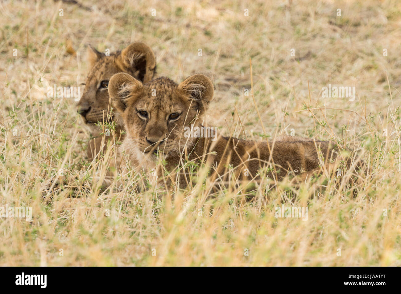 Der löwinnen (Panthera leo) im Ruaha Nationalpark, Tansania Stockfoto