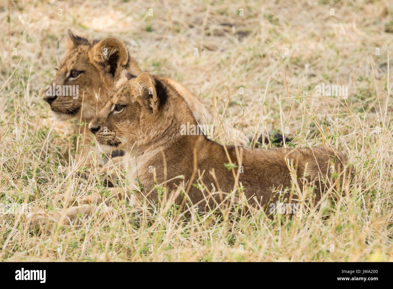Der löwinnen (Panthera leo) im Ruaha Nationalpark, Tansania Stockfoto