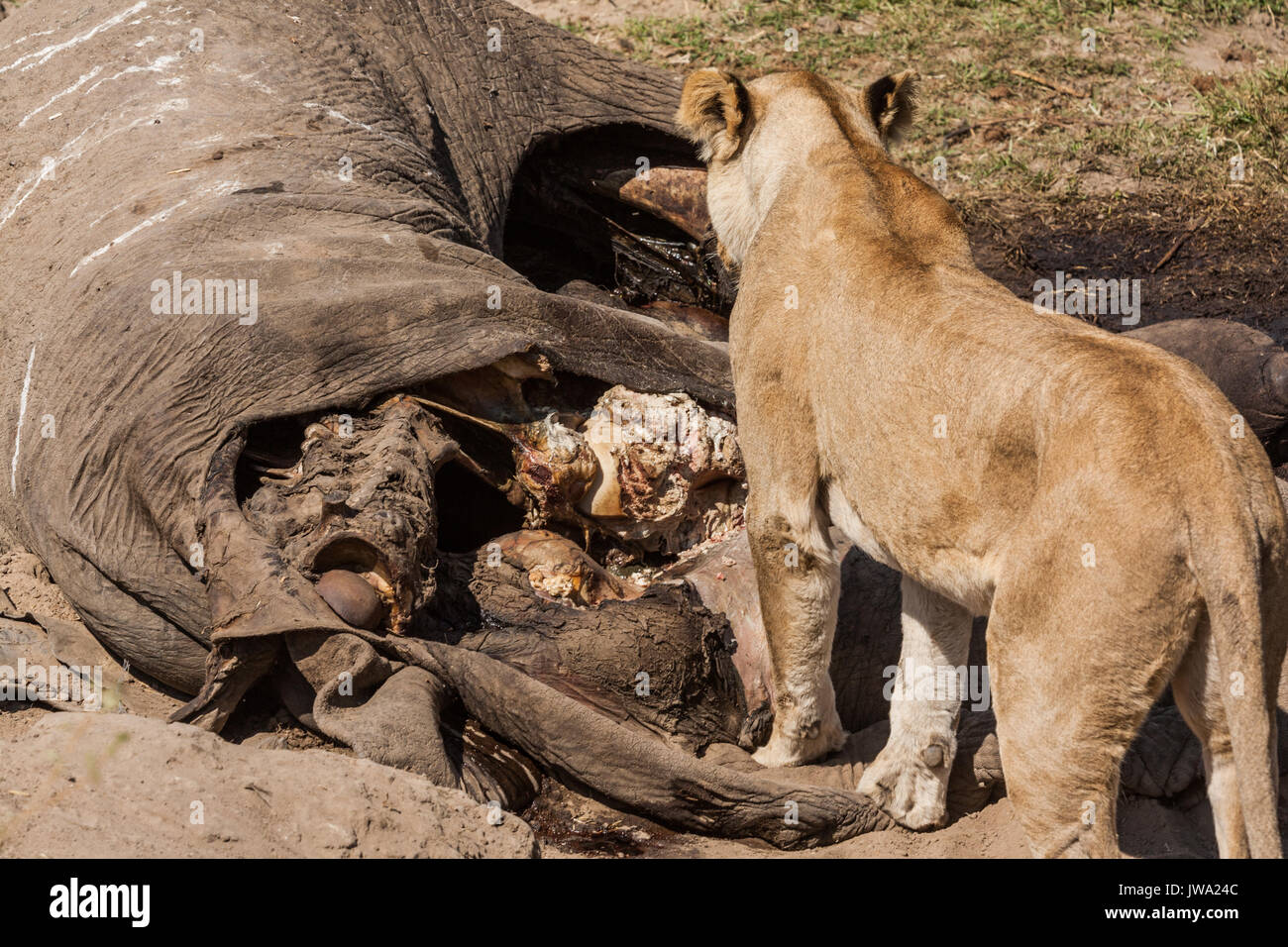 Löwin (Panthera leo) Ernährung auf einem Elefanten (Loxodonta africana) Leichnam in Ruaha Nationalpark, Tansania Stockfoto