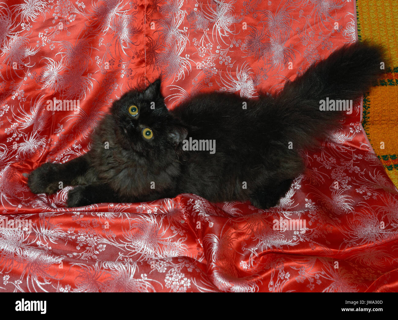 Close-up hohen Betrachtungswinkel von schwarze Katze, die sich auf hellen roten Sofa Bettdecke Hintergrund ist. Stockfoto