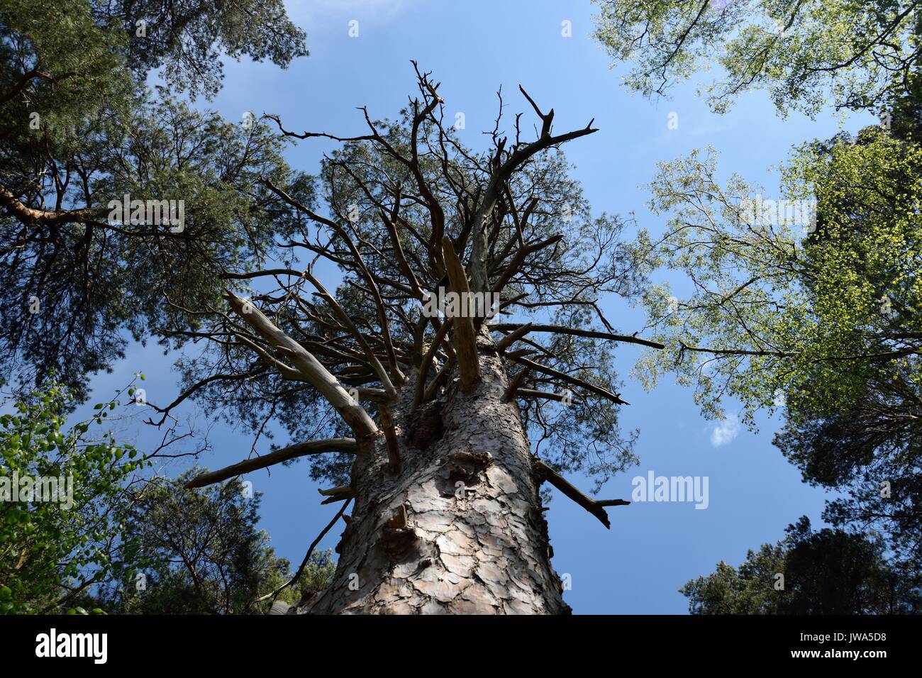 Tree Tops Stockfoto