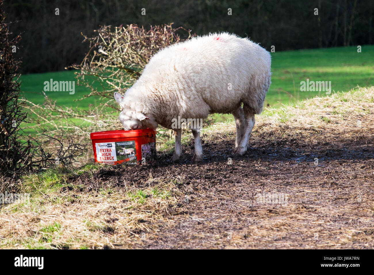 Ein Schaf essend oder Lecken von einem Crystalyx high energy Melasse feed lecken und Whirlpool Stockfoto