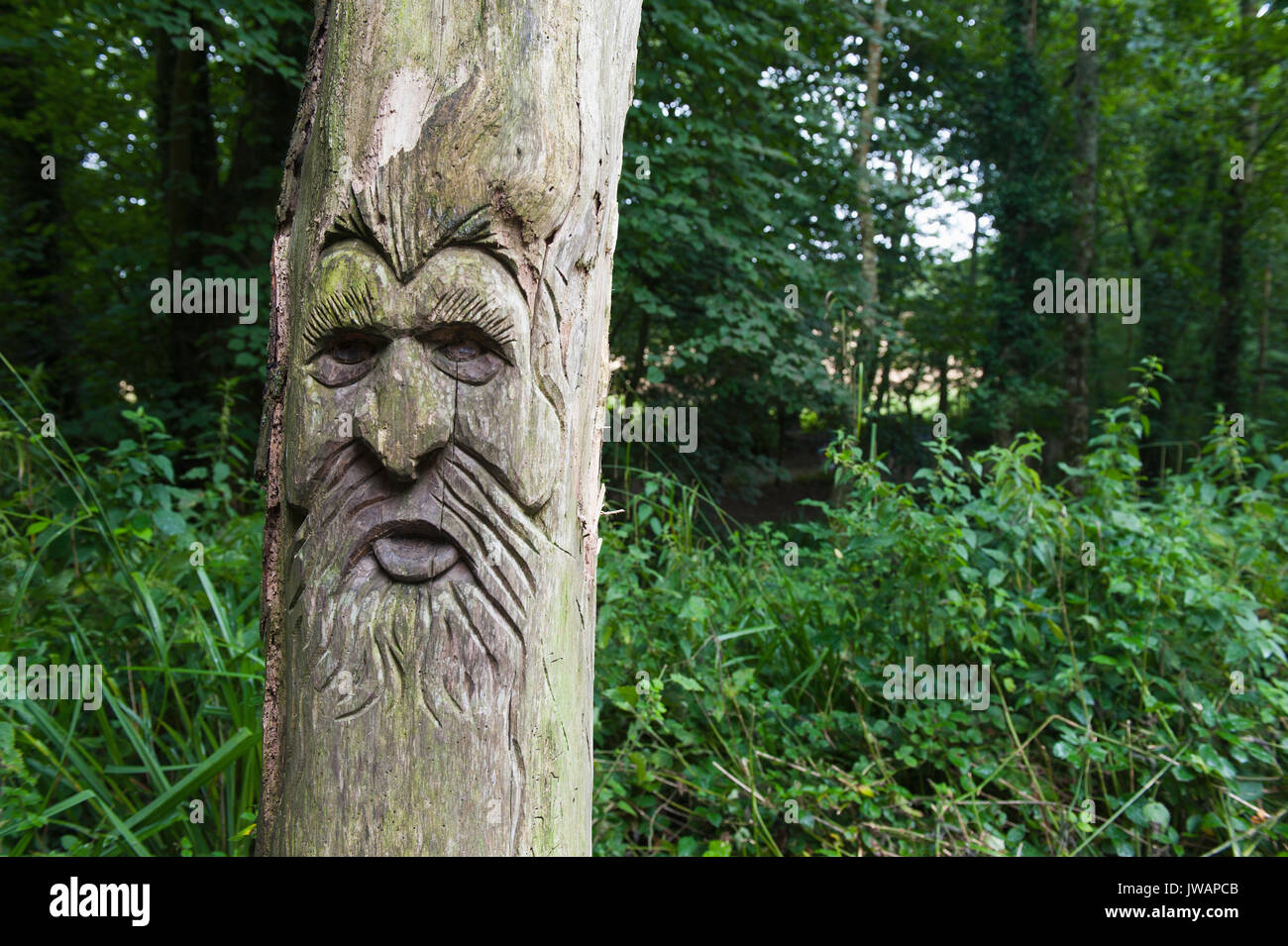 Aus Holz geschnitzte Gesicht an tehidy Country Park Gärten in Cornwall. Stockfoto