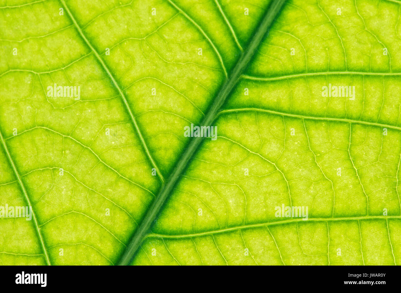 Net-wie Blatt veining, Blatt von schwarzem Pfeffer (Piper nigrum) Stockfoto