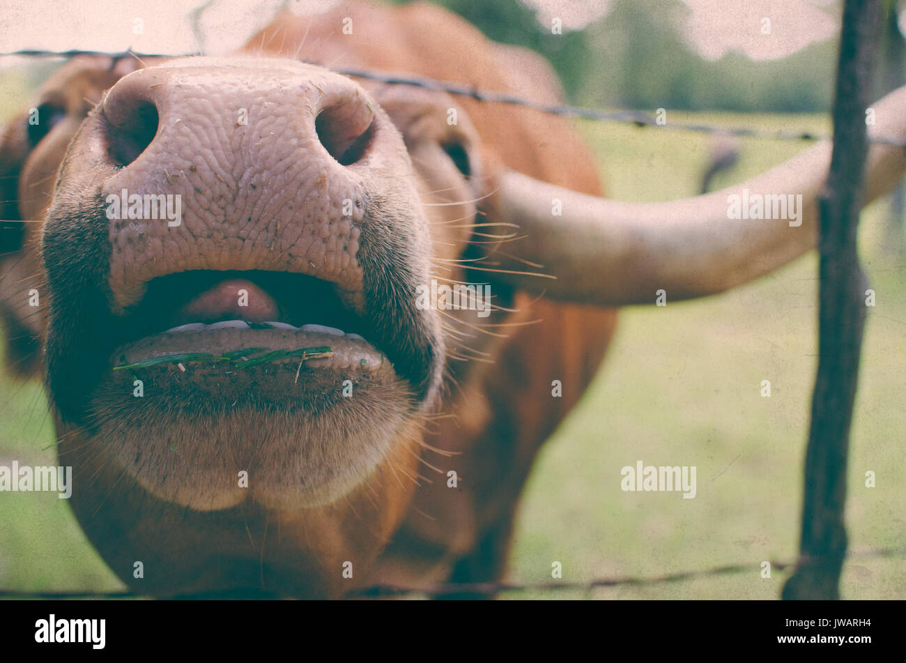 Lustige longhorn Kuh auf ländlichen Ranch mit großen Nase gesehen Geradeaus und Zunge heraus haften. Stockfoto