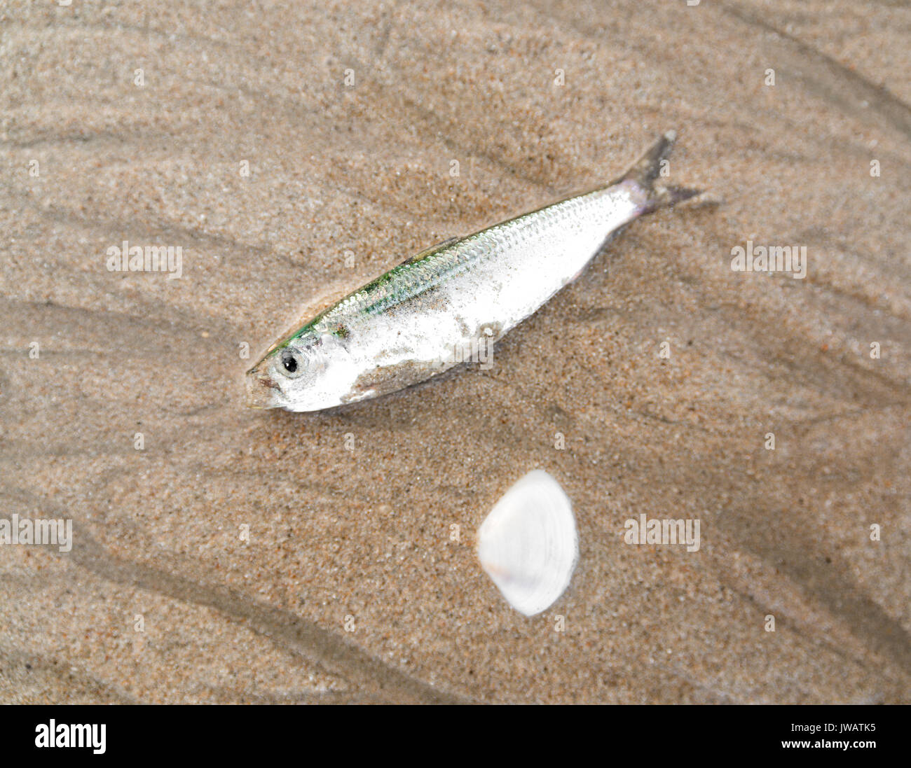 Tote Fische am Strand Stockfoto