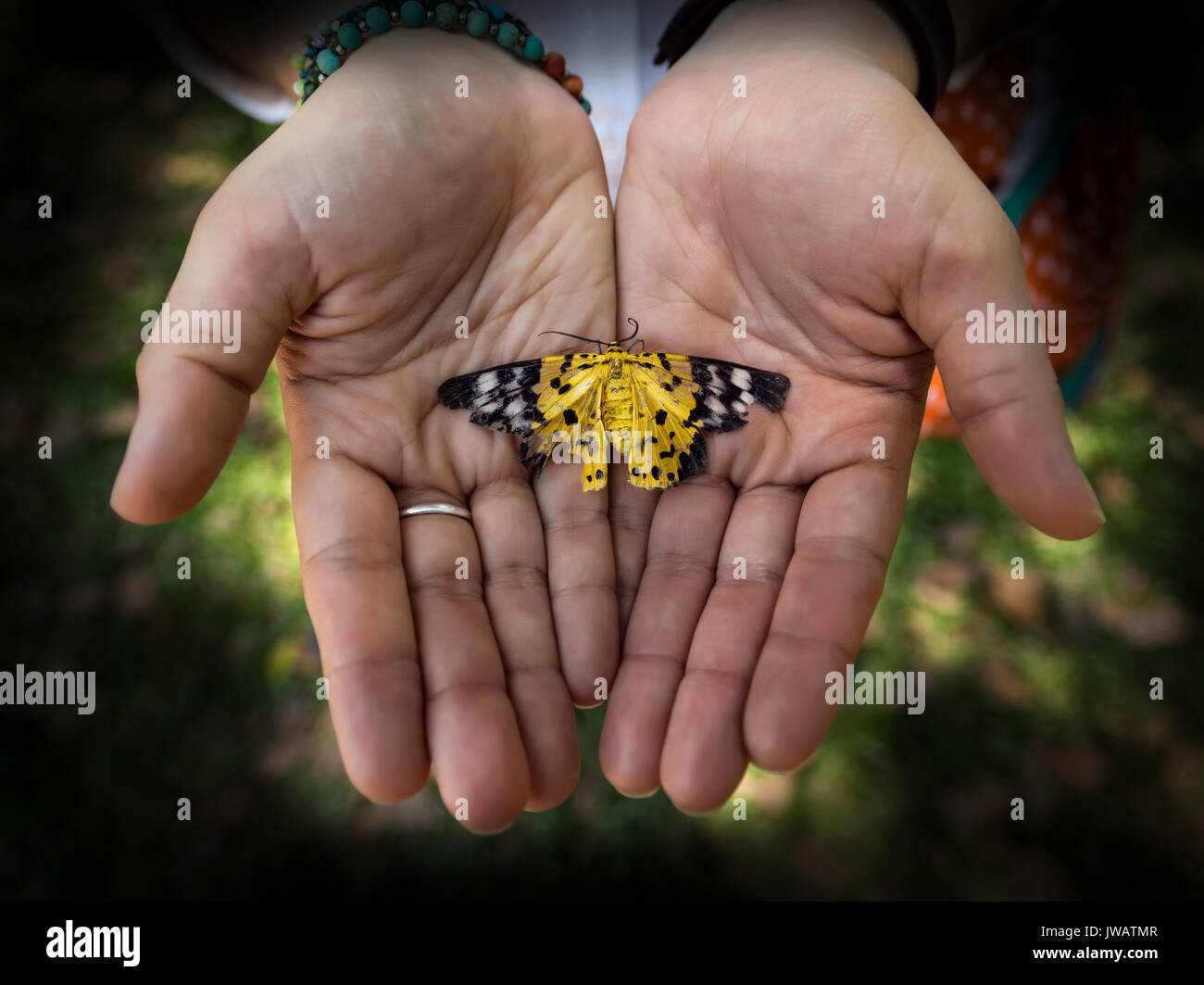 Tote Schmetterling in Palm Stockfoto