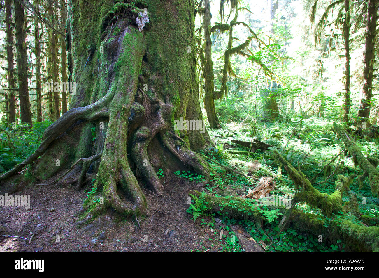 Hall der Moose, Hoh Regenwald, Olympic National Park, Washington, USA, Nordamerika Stockfoto