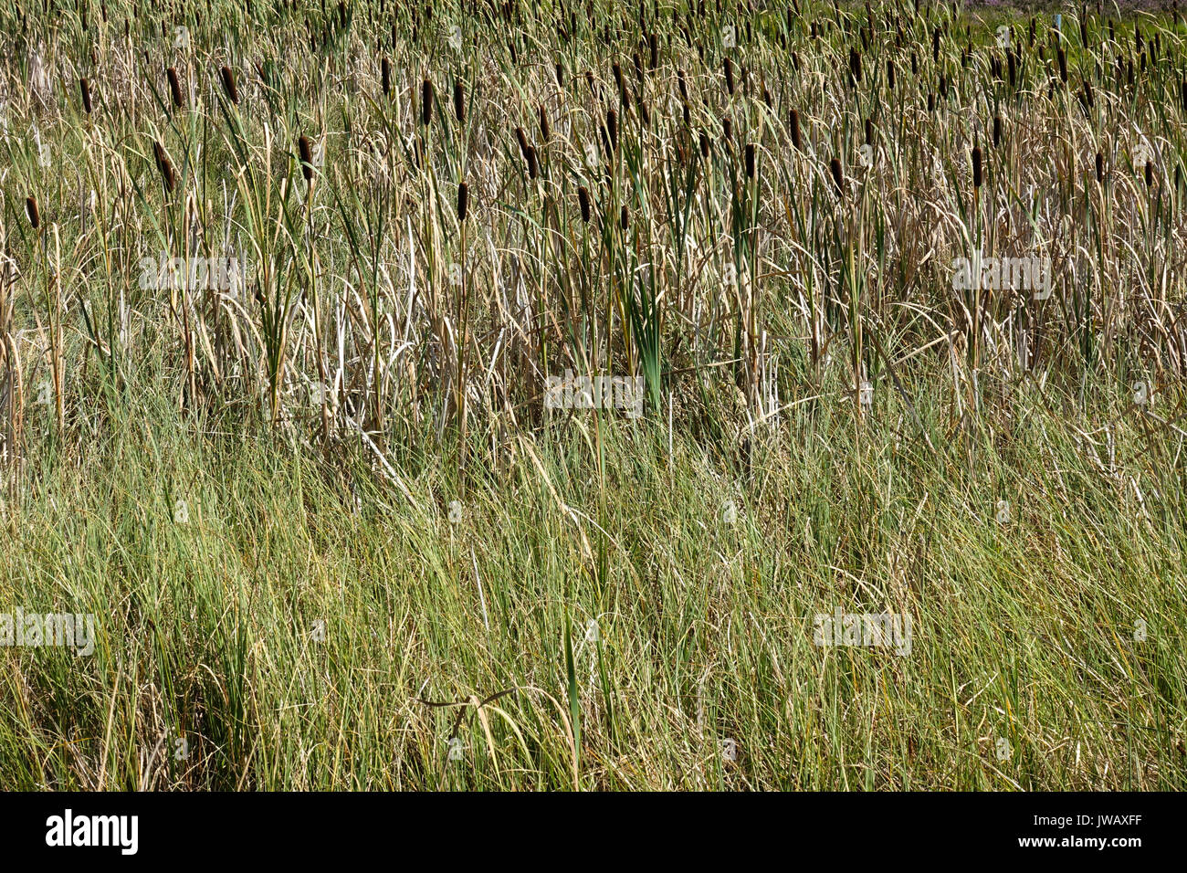 Cattail Typha latifolia, wachsende, in natürlichen Sumpf, Limburg, Niederlande. Stockfoto