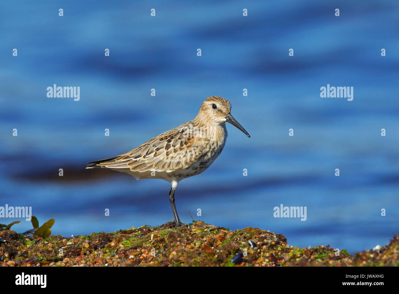 Strandläufer (Calidris alpina) Nahrungssuche entlang der Strand im Sommer Stockfoto