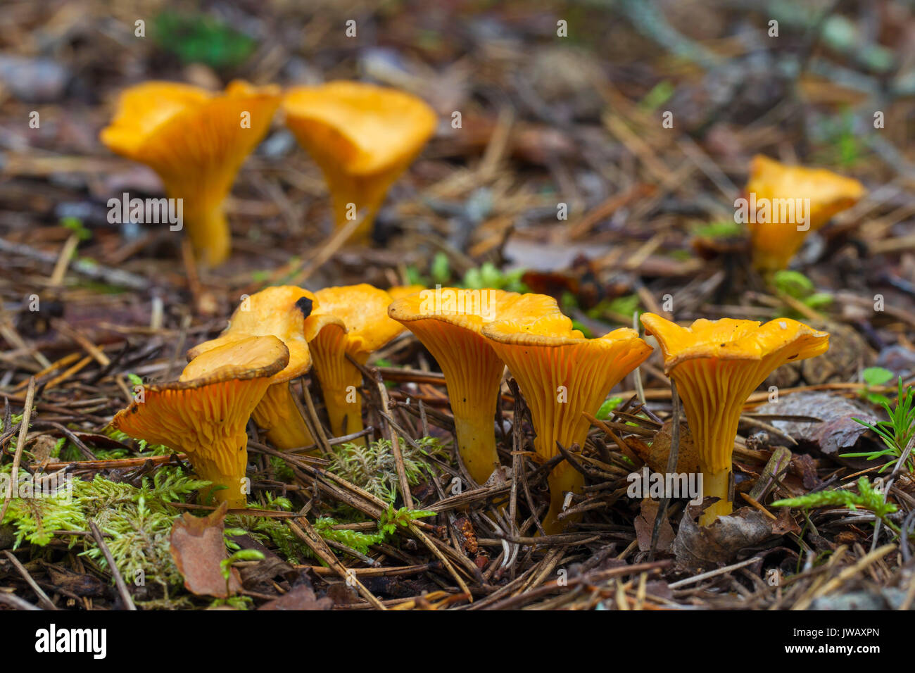 Pfifferlinge/girolle (Cantharellus Cibarius) essbare Pilze auf dem Waldboden im Herbst Wald Stockfoto