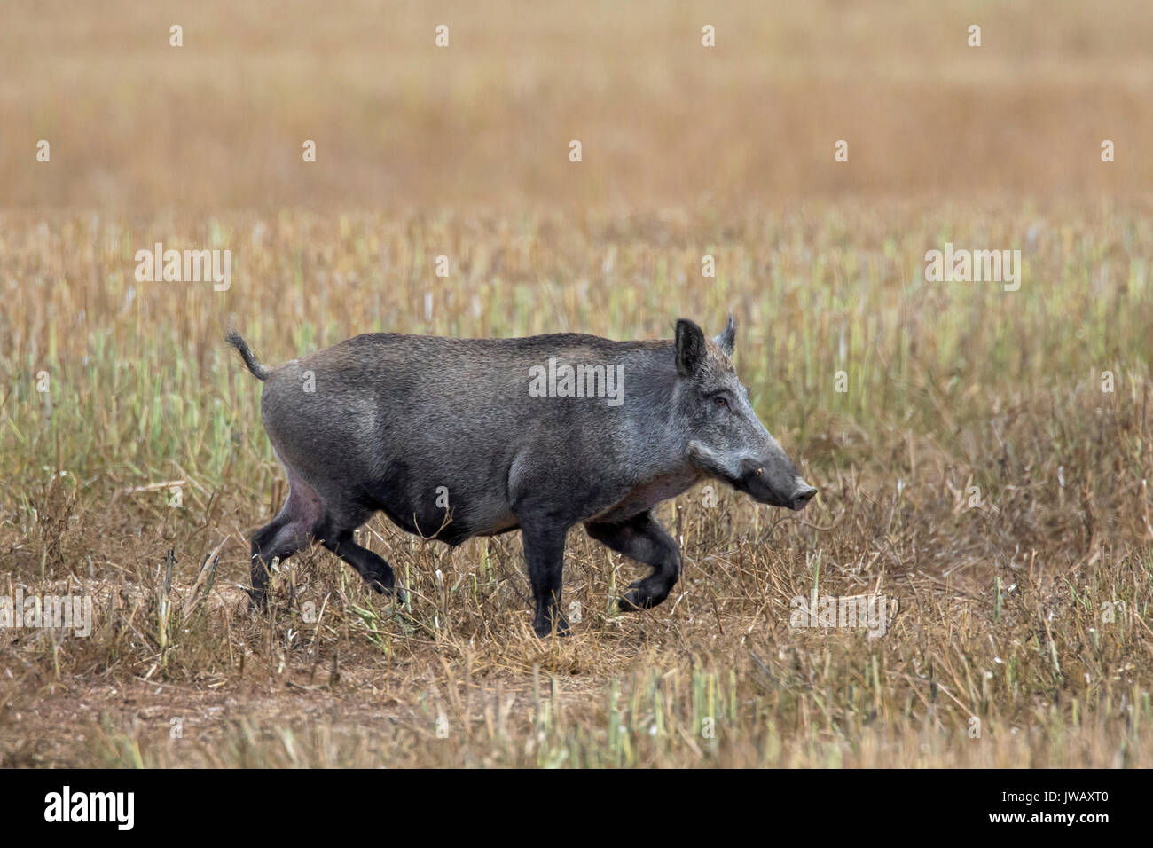 Einsame Wildschwein (Sus scrofa) sow Überqueren einer stubblefield auf landwirtschaftlich genutzten Flächen. Stockfoto