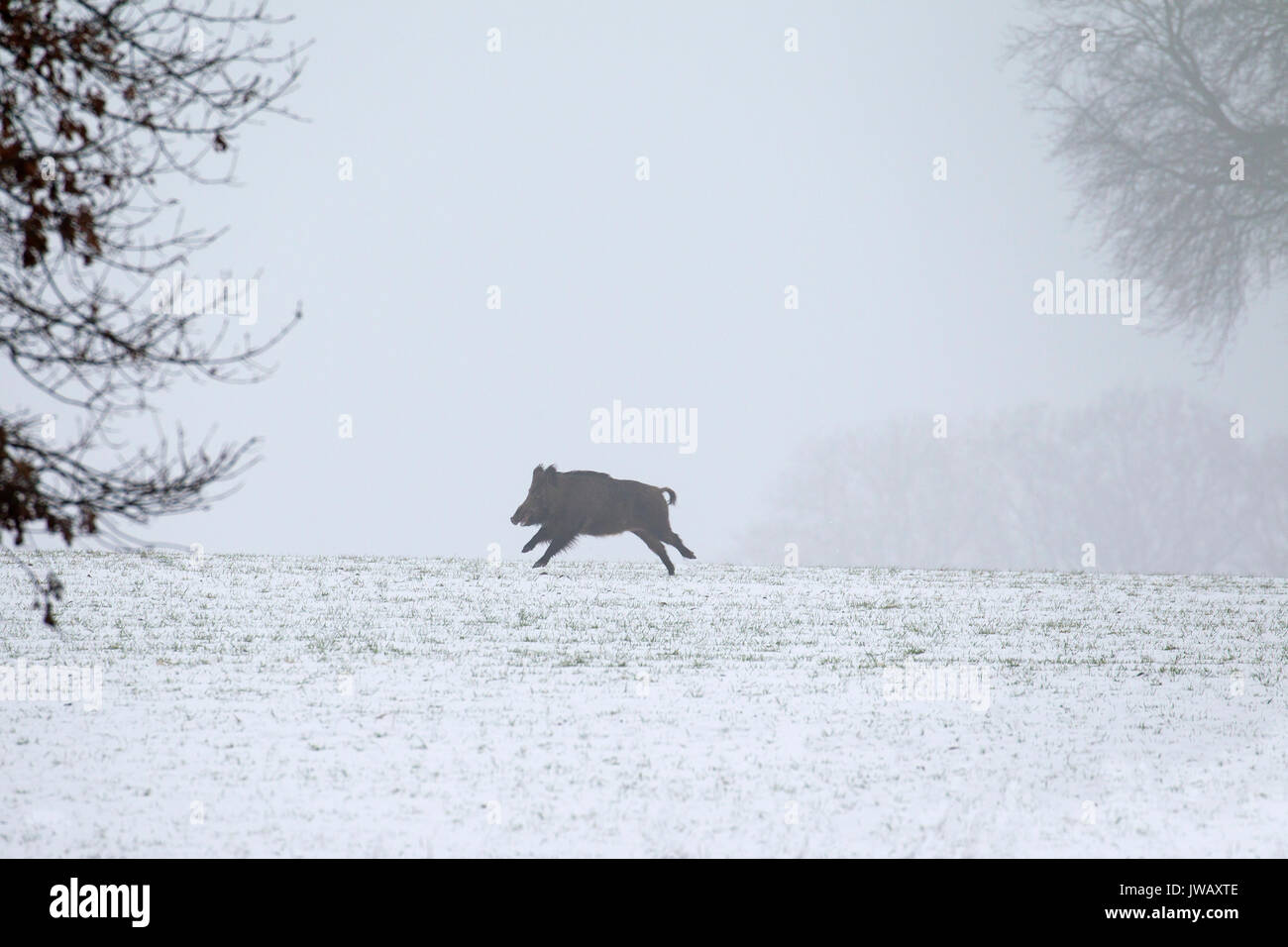 Einsame Wildschwein (Sus scrofa) Flucht über auf dem Feld in den Schnee im Winter Stockfoto