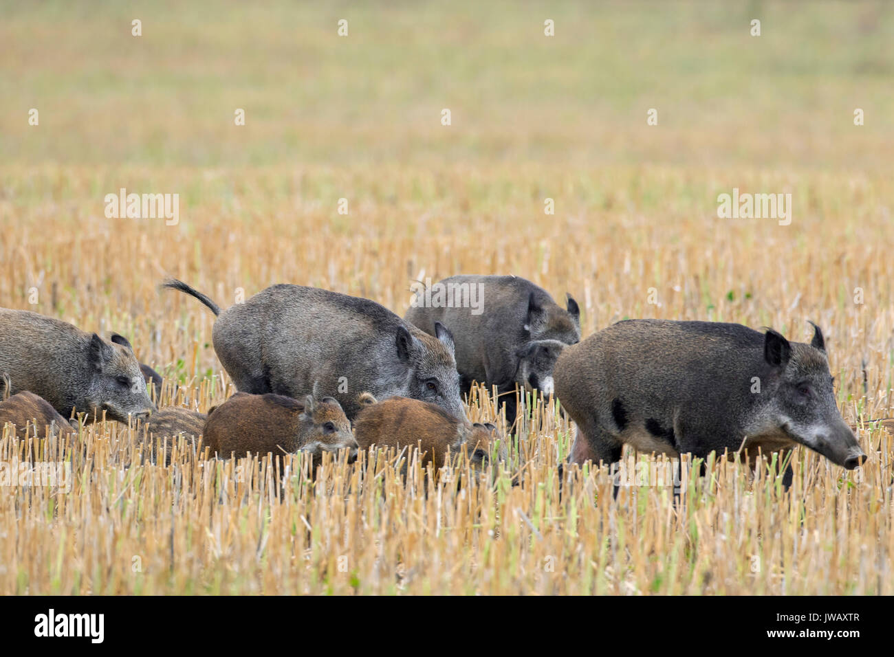 Wildschwein (Sus scrofa) Sauen mit Ferkeln Überqueren einer stubblefield im Sommer Stockfoto