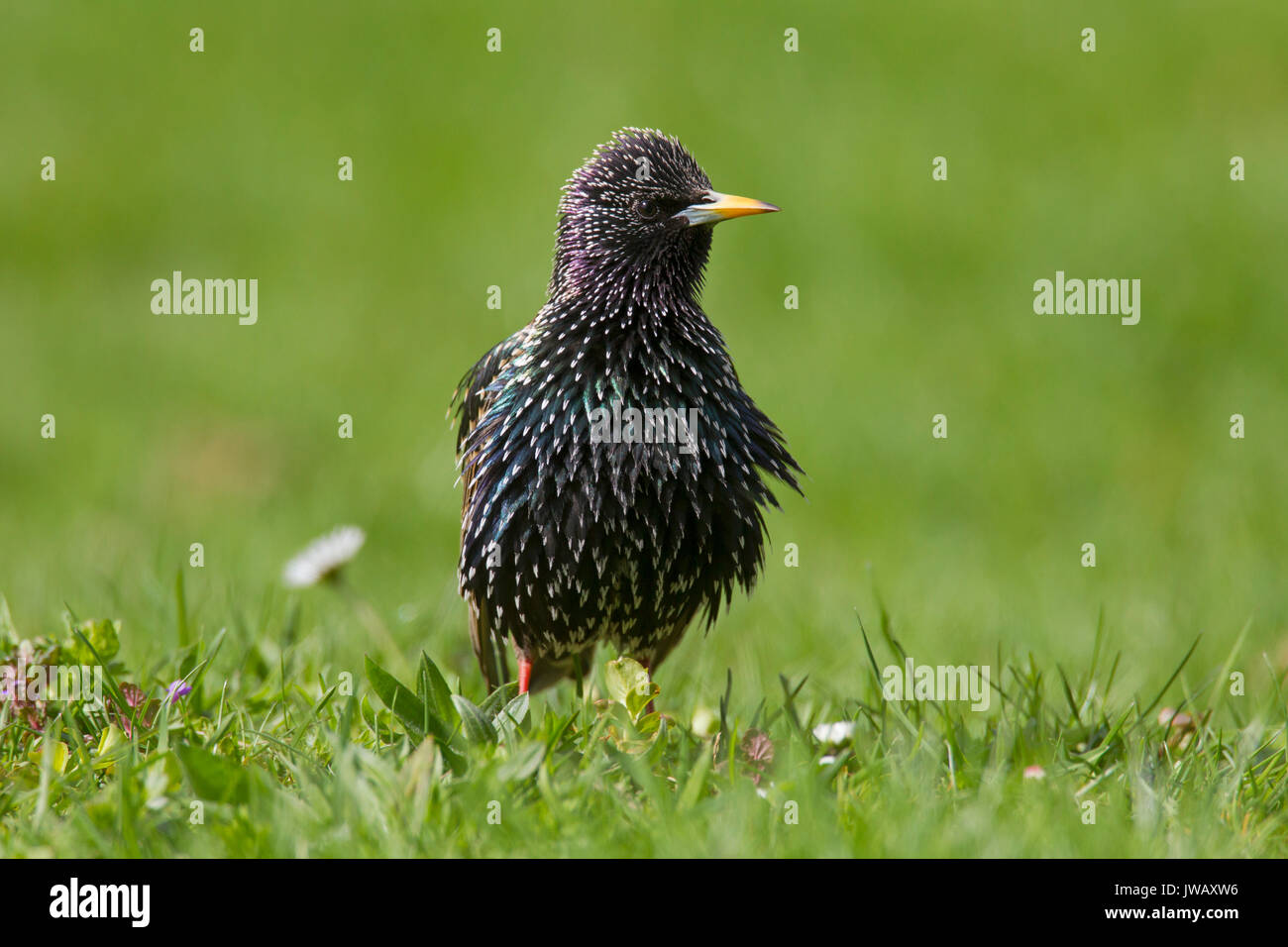 Common Starling/Europäischen Star (Sturnus vulgaris) in Zucht Gefieder Nahrungssuche im Grünland im Frühjahr Stockfoto
