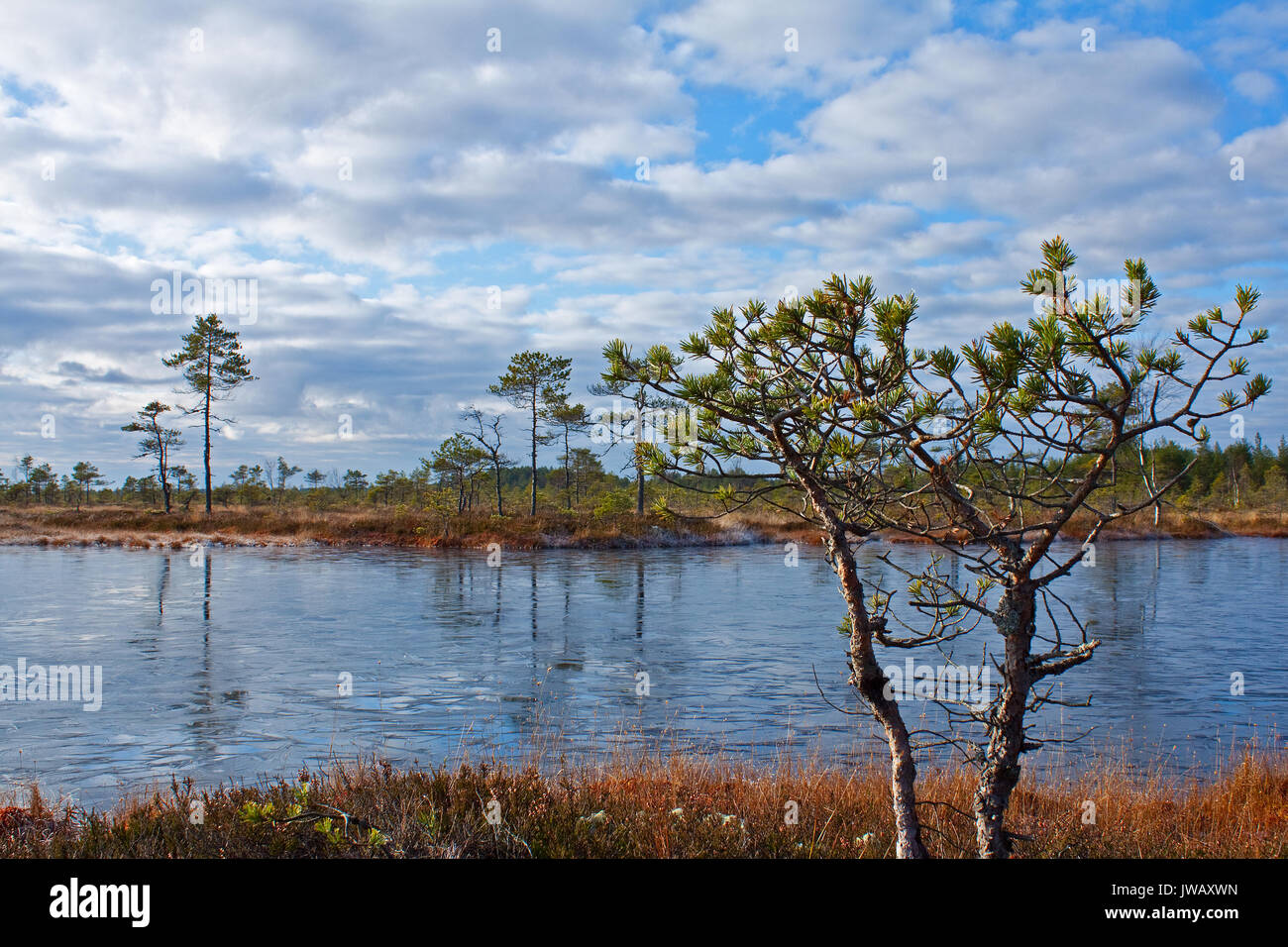 Eine Aussicht auf eine wunderschöne Mukri in Raplamaa, Estland - eines der ältesten Mooren im Land bog Stockfoto