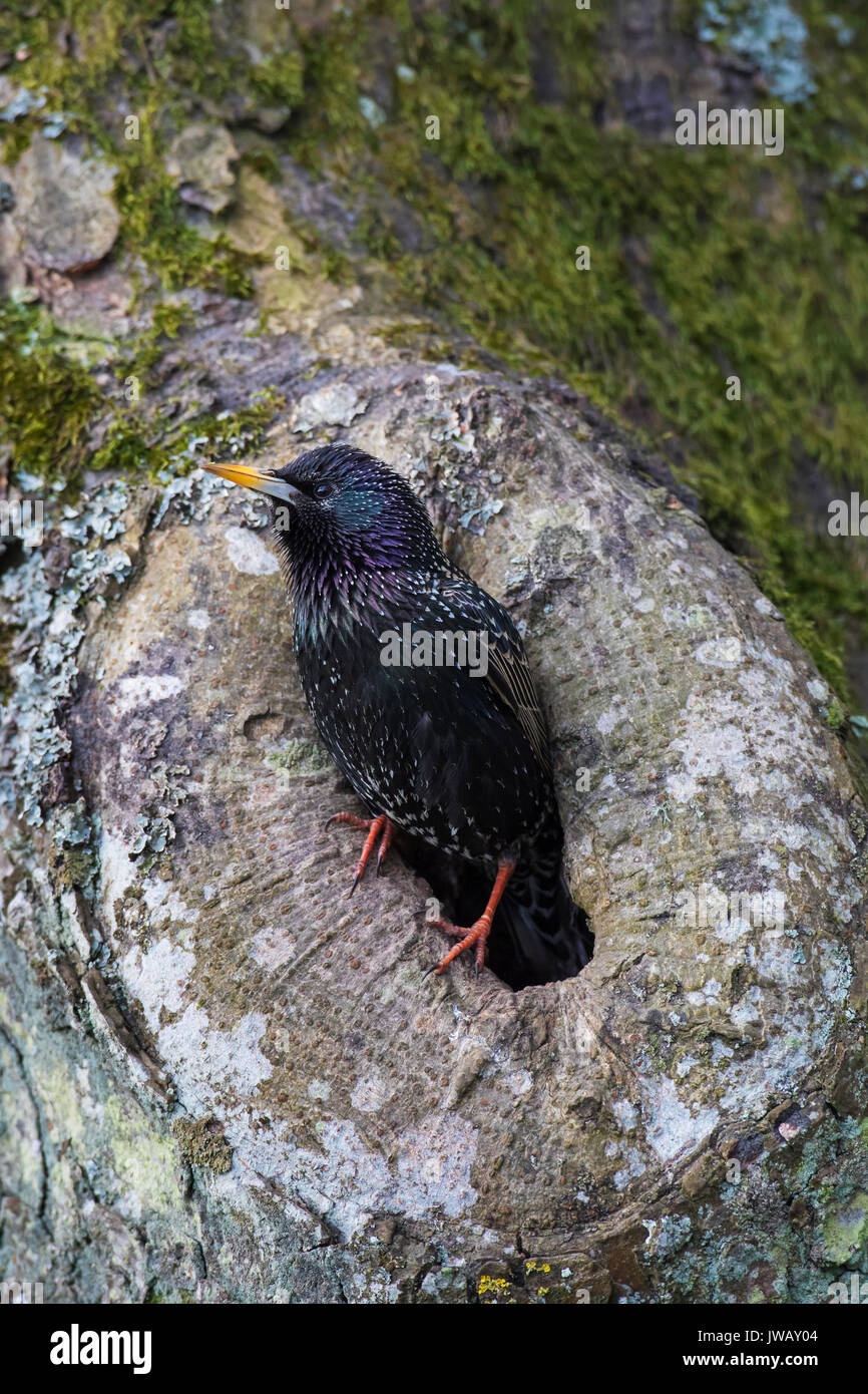 Common Starling/Europäischen Star (Sturnus vulgaris) im Nest Loch im hohlen Baum im Frühling Stockfoto