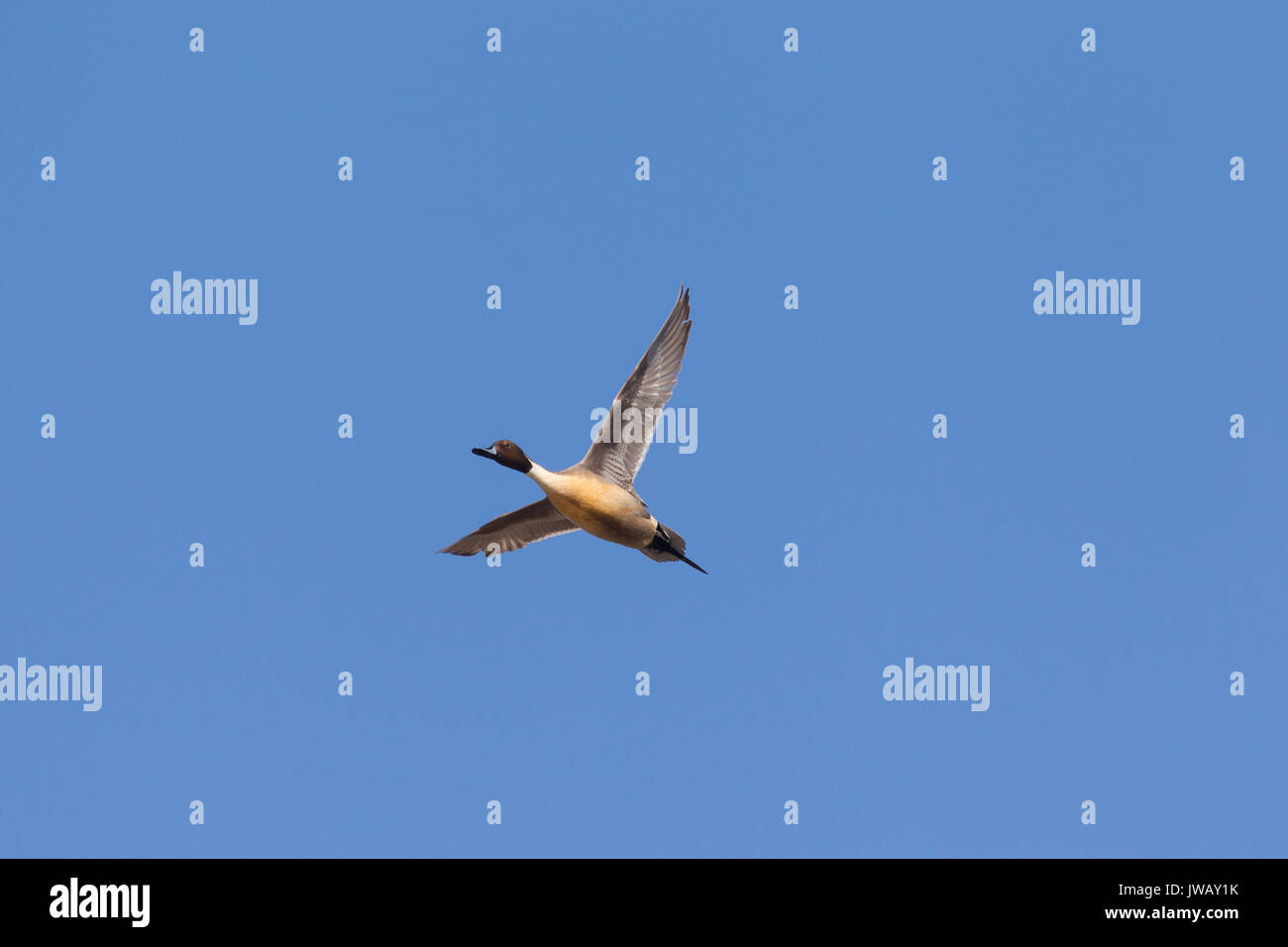 Northern pintail (Anas acuta) männlich im Flug gegen den blauen Himmel Stockfoto