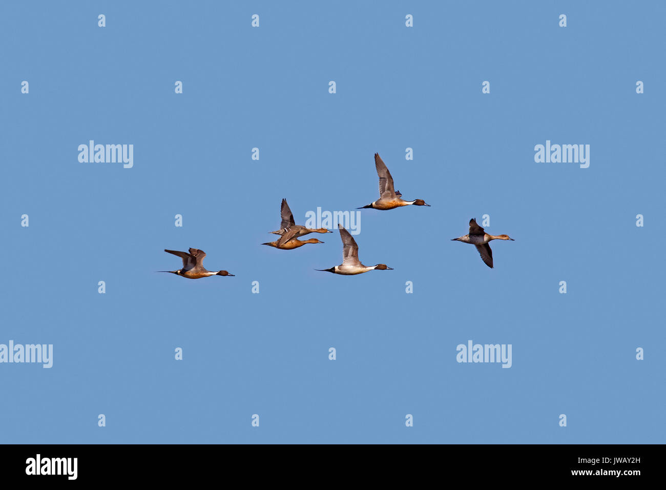 Herde der Nördlichen pintails (Anas acuta) mit Männchen und Weibchen im Flug gegen den blauen Himmel Stockfoto