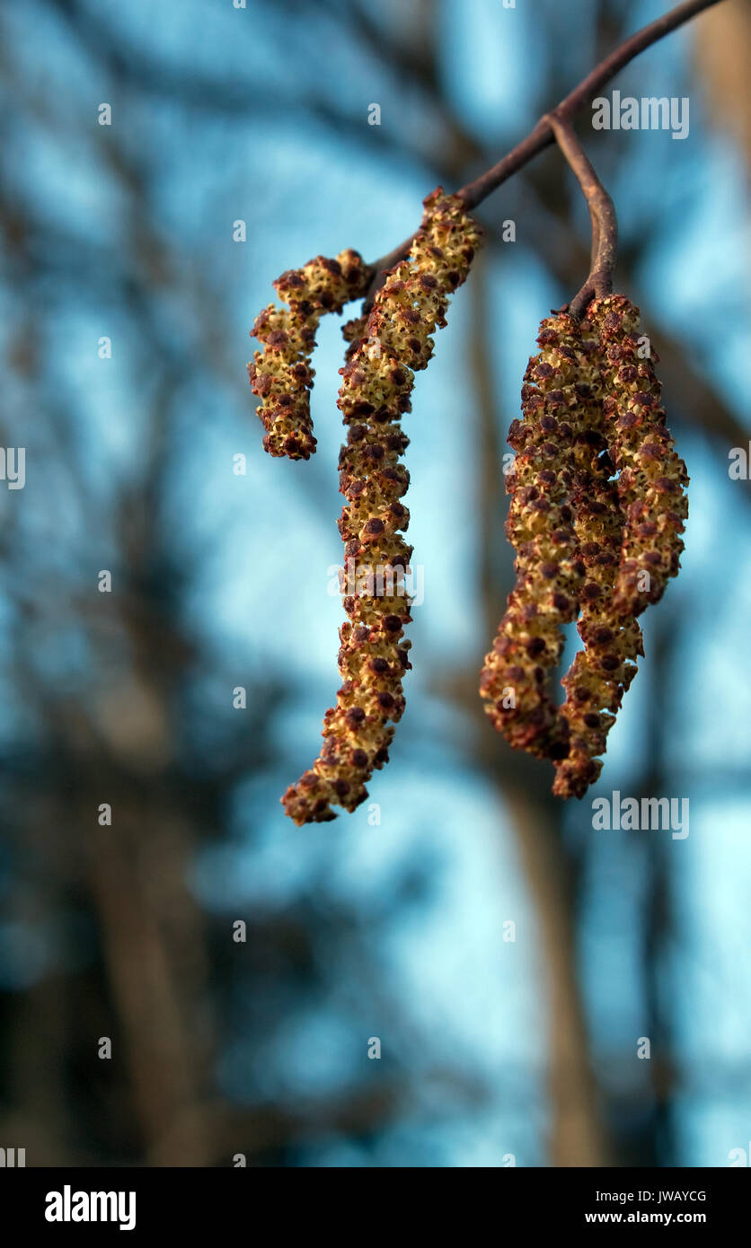 Männliche Kätzchen eines Erle (Alnus spp.) Stockfoto