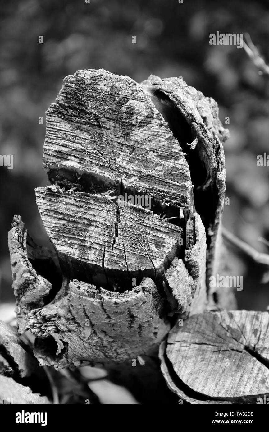 Holzstamm, Holz eigenwillig Stockfoto